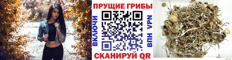Псилоцибиновые грибы Psilocybine cubensis  Нерехта 